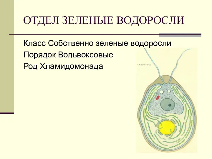 ОТДЕЛ ЗЕЛЕНЫЕ ВОДОРОСЛИ Класс Собственно зеленые водоросли Порядок Вольвоксовые Род Хламидомонада