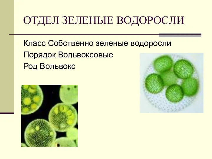 Класс Собственно зеленые водоросли Порядок Вольвоксовые Род Вольвокс ОТДЕЛ ЗЕЛЕНЫЕ ВОДОРОСЛИ