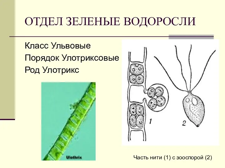 ОТДЕЛ ЗЕЛЕНЫЕ ВОДОРОСЛИ Класс Ульвовые Порядок Улотриксовые Род Улотрикс Часть нити (1) с зооспорой (2)