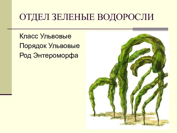 ОТДЕЛ ЗЕЛЕНЫЕ ВОДОРОСЛИ Класс Ульвовые Порядок Ульвовые Род Энтероморфа