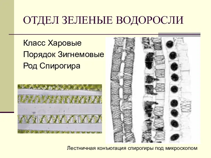 ОТДЕЛ ЗЕЛЕНЫЕ ВОДОРОСЛИ Класс Харовые Порядок Зигнемовые Род Спирогира Лестничная конъюгация спирогиры под микроскопом