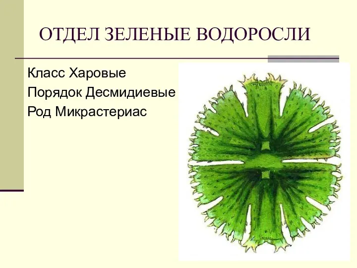 ОТДЕЛ ЗЕЛЕНЫЕ ВОДОРОСЛИ Класс Харовые Порядок Десмидиевые Род Микрастериас