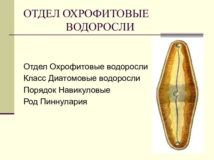 ОТДЕЛ ОХРОФИТОВЫЕ ВОДОРОСЛИ Отдел Охрофитовые водоросли Класс Диатомовые водоросли Порядок Навикуловые Род Пиннулария