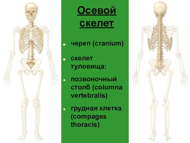 Осевой скелет череп (cranium) скелет туловища: позвоночный столб (columna vertebralis) грудная клетка (compages thoracis)