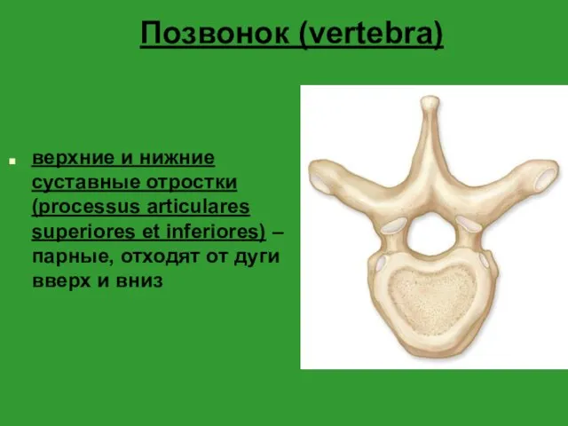 Позвонок (vertebra) верхние и нижние суставные отростки (processus articulares superiores