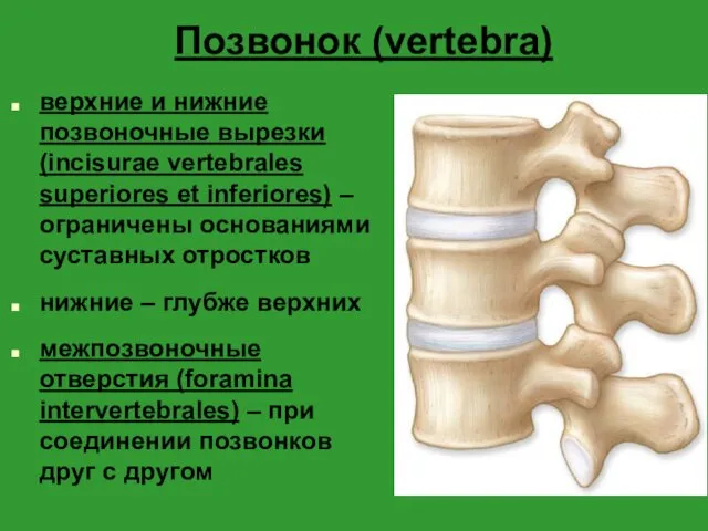 Позвонок (vertebra) верхние и нижние позвоночные вырезки (incisurae vertebrales superiores