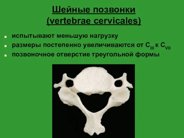 Шейные позвонки (vertebrae cervicales) испытывают меньшую нагрузку размеры постепенно увеличиваются