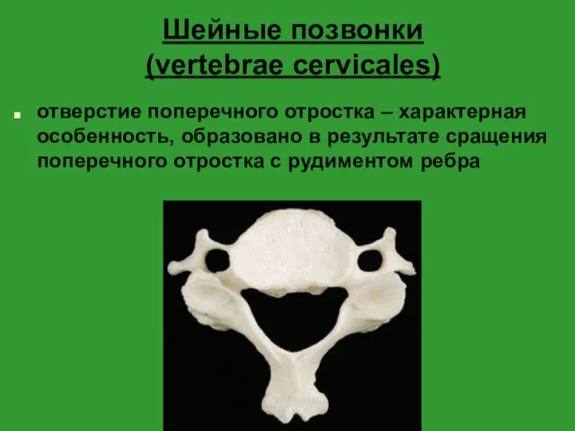 Шейные позвонки (vertebrae cervicales) отверстие поперечного отростка – характерная особенность,