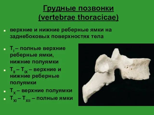 Грудные позвонки (vertebrae thoracicae) верхние и нижние реберные ямки на