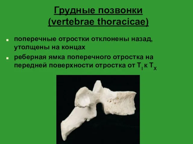 Грудные позвонки (vertebrae thoracicae) поперечные отростки отклонены назад, утолщены на
