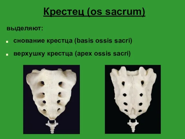 Крестец (os sacrum) выделяют: снование крестца (basis ossis sacri) верхушку крестца (apex ossis sacri)