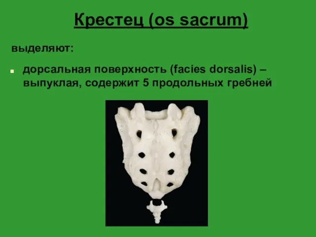 Крестец (os sacrum) выделяют: дорсальная поверхность (facies dorsalis) – выпуклая, содержит 5 продольных гребней