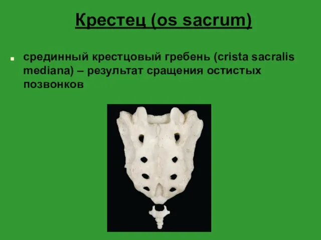 Крестец (os sacrum) срединный крестцовый гребень (crista sacralis mediana) – результат сращения остистых позвонков