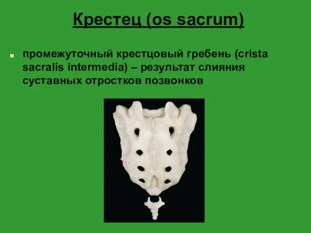Крестец (os sacrum) промежуточный крестцовый гребень (crista sacralis intermedia) – результат слияния суставных отростков позвонков