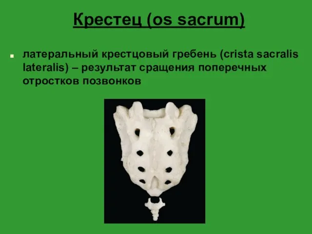 Крестец (os sacrum) латеральный крестцовый гребень (crista sacralis lateralis) – результат сращения поперечных отростков позвонков