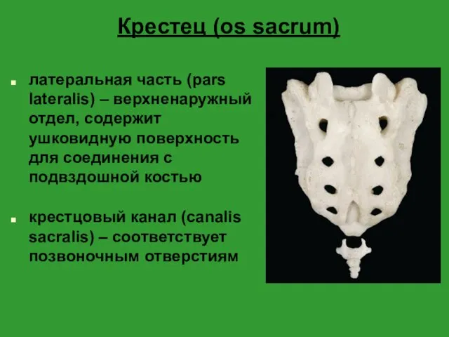 Крестец (os sacrum) латеральная часть (pars lateralis) – верхненаружный отдел,