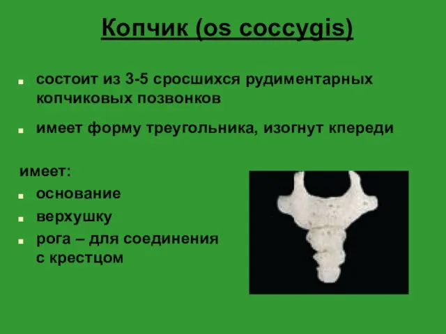 Копчик (os coccygis) состоит из 3-5 сросшихся рудиментарных копчиковых позвонков