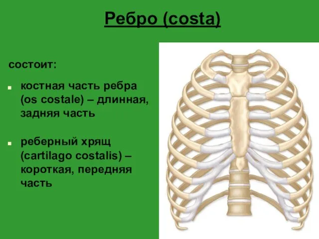 Ребро (costa) состоит: костная часть ребра (os costale) – длинная,