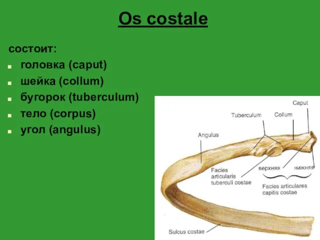 Os costale состоит: головка (caput) шейка (collum) бугорок (tuberculum) тело (corpus) угол (angulus)