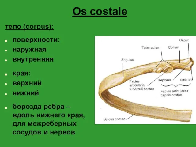 Os costale тело (corpus): поверхности: наружная внутренняя края: верхний нижний