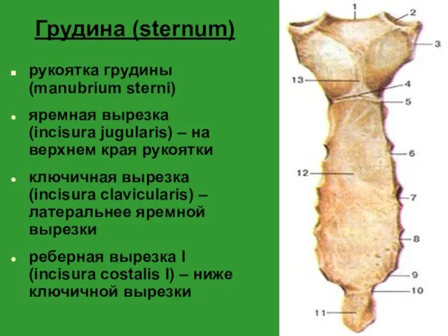 Грудина (sternum) рукоятка грудины (manubrium sterni) яремная вырезка (incisura jugularis)