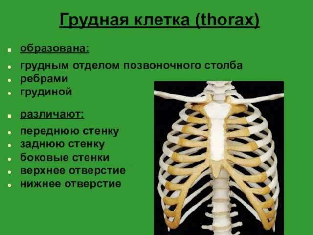 Грудная клетка (thorax) образована: грудным отделом позвоночного столба ребрами грудиной