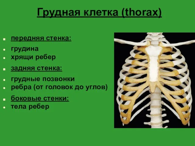 Грудная клетка (thorax) передняя стенка: грудина хрящи ребер задняя стенка: