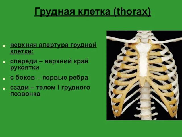 Грудная клетка (thorax) верхняя апертура грудной клетки: спереди – верхний