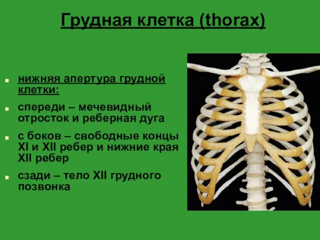 Грудная клетка (thorax) нижняя апертура грудной клетки: спереди – мечевидный