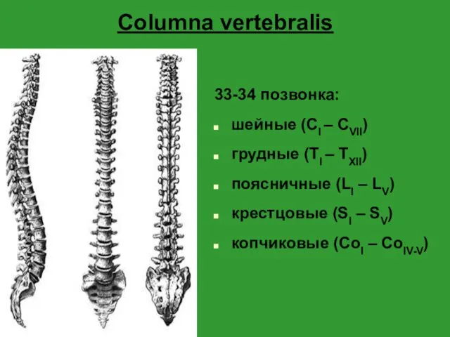 Columna vertebralis 33-34 позвонка: шейные (СI – CVII) грудные (TI