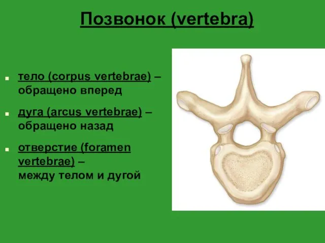 Позвонок (vertebra) тело (corpus vertebrae) – обращено вперед дуга (arcus