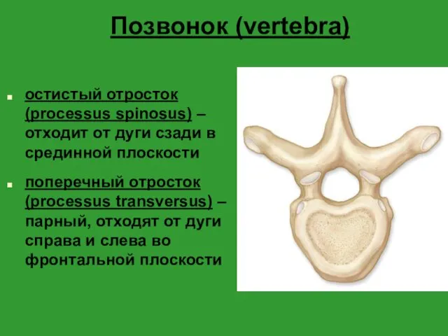 Позвонок (vertebra) остистый отросток (processus spinosus) – отходит от дуги
