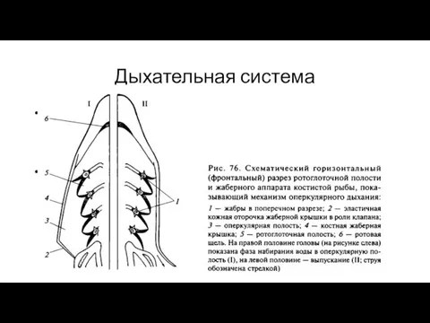 Дыхательная система Первые 4 жаберные дуги несут по полной жабре,