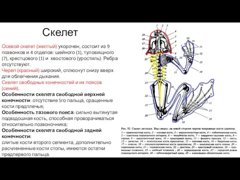 Скелет Осевой скелет (желтый) укорочен, состоит из 9 позвонков и