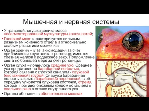 Мышечная и нервная системы У травяной лягушки велика масса несегментированной