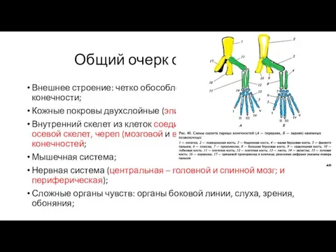 Общий очерк организации Внешнее строение: четко обособленная голова, парные конечности;