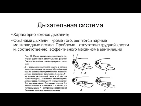 Дыхательная система Характерно кожное дыхание; Органами дыхания, кроме того, являются