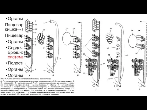 Органы пищеварения: Пищеварительная трубка: глотка→пищевод→желудок→тонкая кишка→задняя кишка; Пищеварительные железы: печень,