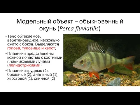 Модельный объект – обыкновенный окунь (Perca fluviatilis) Тело обтекаемое, веретеновидное,