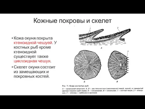 Кожные покровы и скелет Кожа окуня покрыта ктеноидной чешуей. У