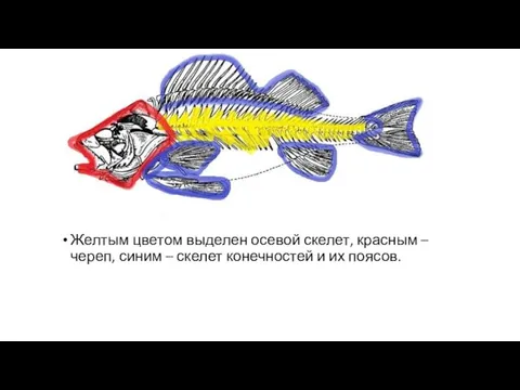 Желтым цветом выделен осевой скелет, красным – череп, синим – скелет конечностей и их поясов.