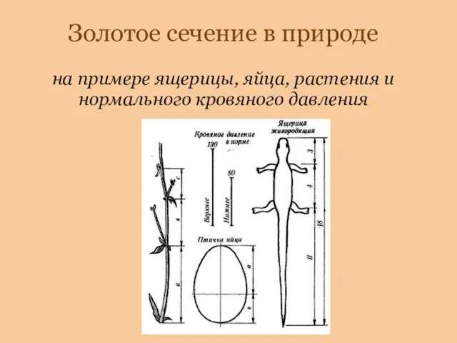 Золотое сечение в природе на примере ящерицы, яйца, растения и нормального кровяного давления