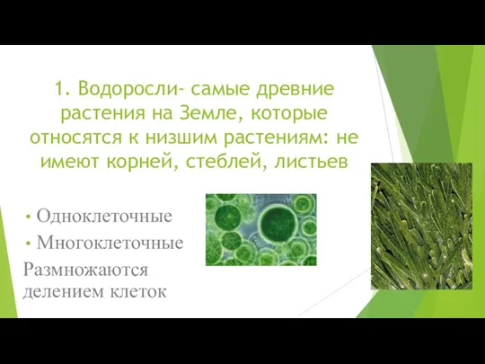 1. Водоросли- самые древние растения на Земле, которые относятся к