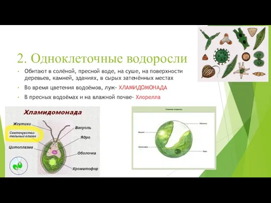 2. Одноклеточные водоросли Обитают в солёной, пресной воде, на суше,