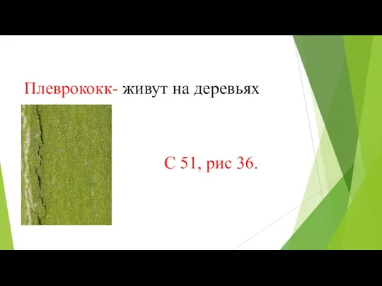 Плеврококк- живут на деревьях С 51, рис 36.