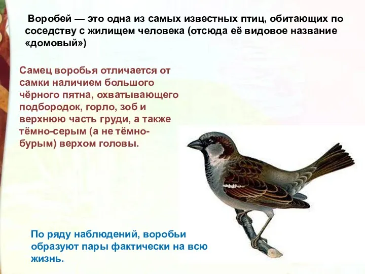 Воробей — это одна из самых известных птиц, обитающих по