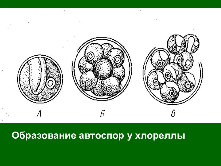 Образование автоспор у хлореллы