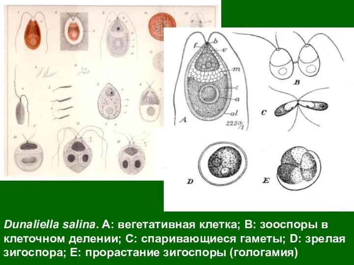 Dunaliella salina. A: вегетативная клетка; B: зооспоры в клеточном делении;