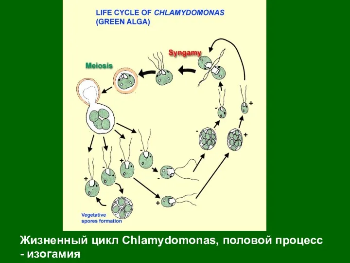 Жизненный цикл Chlamydomonas, половой процесс - изогамия