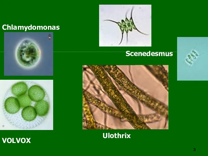 Scenedesmus Chlamydomonas VOLVOX Ulothrix